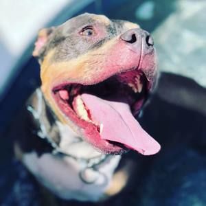 Meet your Posher, Amit